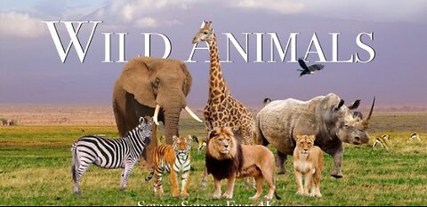 Amazing Science of Wild Animals In 4K_ Science Relaxation Film