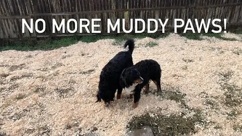 Muddy Messy Backyard Fix for Your Dogs !