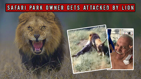 Safari Park Owner Walks into Lions Enclosure and Gets Attacked!