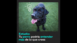 Los perros son más inteligentes de lo que se creía, según un estudio