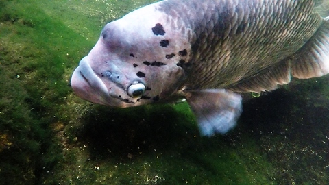 Bizarre tropical fish has amazing survival adaptation