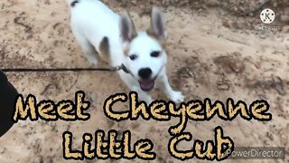 Meet Cheyenne Little Cub