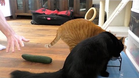 Don't Scare Your Cat With a CUCUMBER!