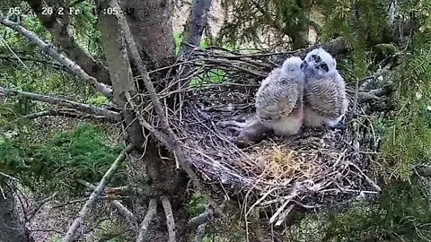 Ellis Bird Farm-Sibling Play 🦉 5/27/22 17:04