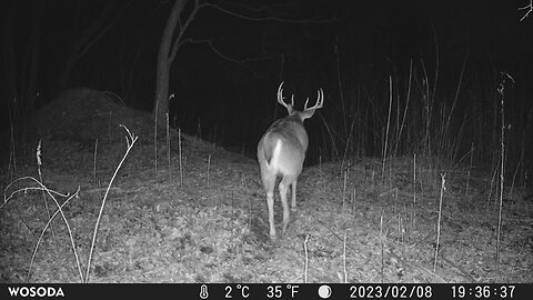 Trail Camera: Big Whitetail Buck 🦌