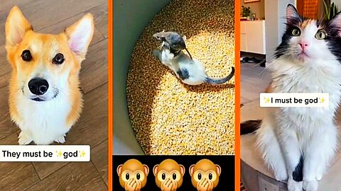 Funniest Dogs And Cats Videos 😅 - Best Funny Animal Videos 2023 😇 #13