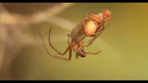 Close up macro shot of a spider grabbed the victim and wrapped it in a web