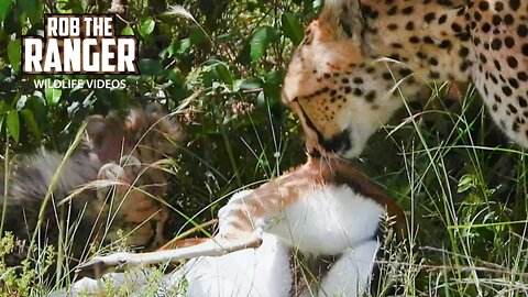 Cheetah Family Feeds | Maasai Mara Safari | Zebra Plains
