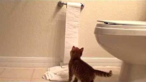 Kitten Discovers Toilet Paper