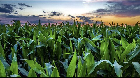 Shuckin The Corn