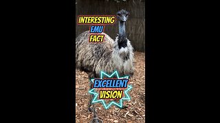 Interesting Emu Fact | Excellent Vision #emu #australia #birds #birdphotography #wildlife