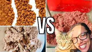 PROVEN: Raw diets are better than wet and dry cat food