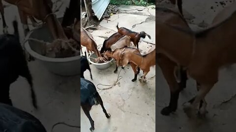 groups goat eating