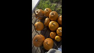 How much dose my pumpkin weigh?
