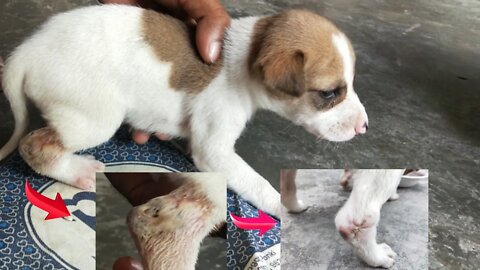कुत्ते बच्चे के पैर में पड़े कोड़े || Animal || dog baby rescue