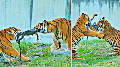 Two Tigers Fighting For A Big Lizard