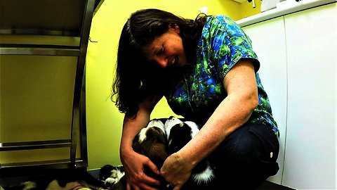 Veterinarian is surrounded by the most adorable puppies ever!