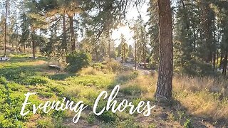 Evening Chores on the Homestead