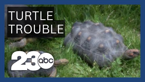 Arroyo Grande habitat rescues illegally dumped turtles