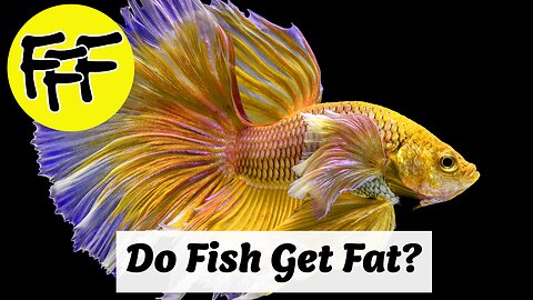 Do Fish Get Fat?