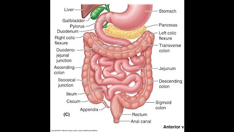 Stomach Intestine