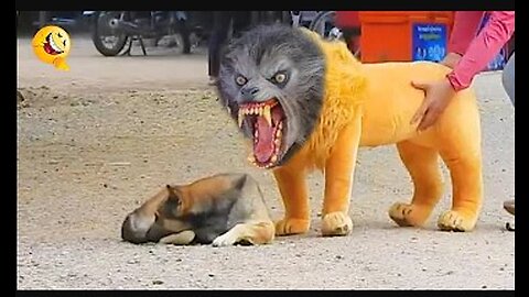 Troll Prank Dog Funny & fake Lion and Fake Tiger Prank To dog & Huge Box Prank to dog