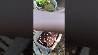 Baby Gecko Release