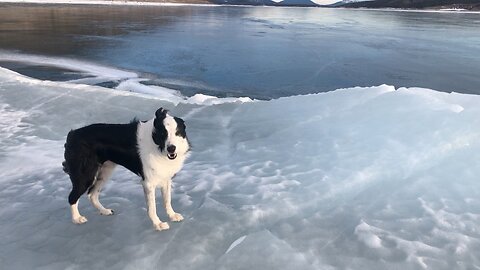 Dog Having a Hard Time on Windy Frozen Lake!