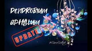 Dendrobium aphyllum UPDATE | #CareCollab