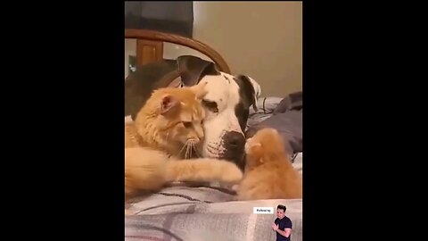 cat_#and_Dog_Friend_intro.._little_kitty🐾🐾🐼
