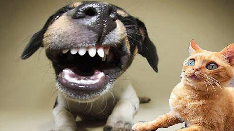Try not to laugh 🤣 Funniest dogs and cats videos in the world 😹🐶 Part 1