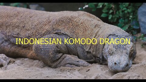 Indonesian Komodo Dragon | Venomous fierce lizards #youtube