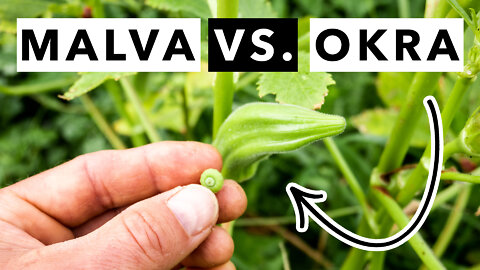 Common Mallow vs. Okra (Foraged/Cultivated Vegetables Compared)