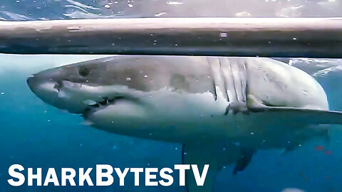 Shark Attack Caught on Video, Shark Bytes TV Ep 30, Cage Diving Giant Great Whites Attacking PART 3