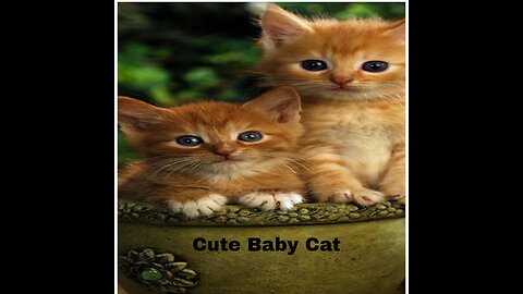 New video Cute cat baby 👶mast "new cat video