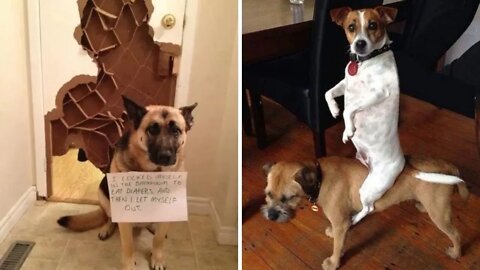 Guilty Dogs Who Have Been Caught In The Act | Paws Affliction