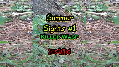 Summer Sights #1 "Killer Wasp"