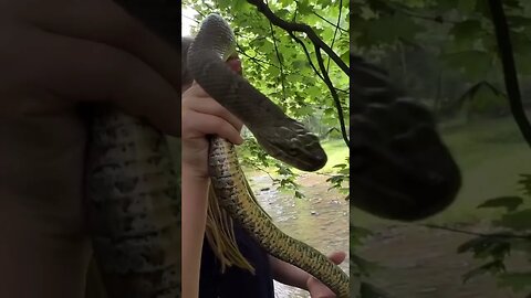 Daddy/Daughter Water Snake Rescue