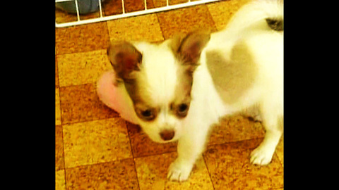 Puppy's Fur Has Heart Shape