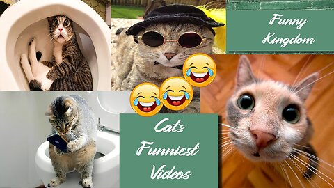 Non stop Laughter with cats funny videos | Funny cats compilation #funnykingdom