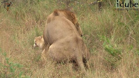 WILDlife: Pairing Lions - Selati Male/Othawa Lioness