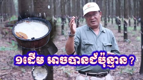 កៅស៊ូ១ដើម អាចទទួលបានទិន្នផលប៉ុន្មាន?