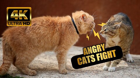 Two Cat fighting!!!!