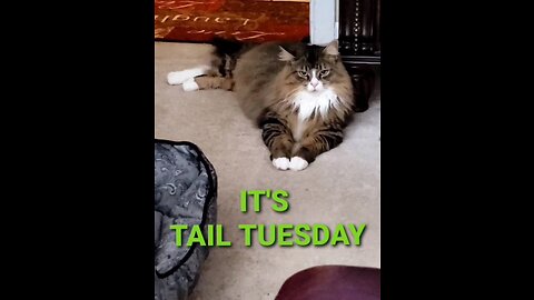 Tail Tuesday (Featuring Petunia The Norwegian Forest Cat)