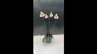 Paphiopedilum Lynleigh Koopowitz