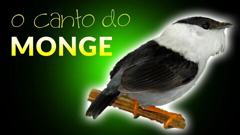 MONGE (Pássaro) | Corrupião Cantando - Tangarazinho Canto