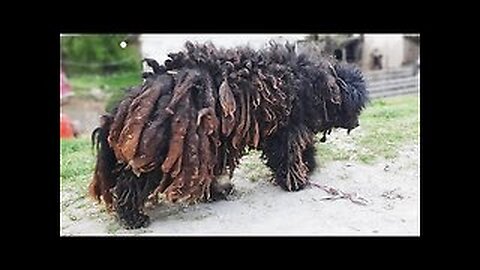 YOU WON'T BELIEVE how this DOG looks after shaving all these dreadlocks #animal #animalrescue #dog #petgrooming