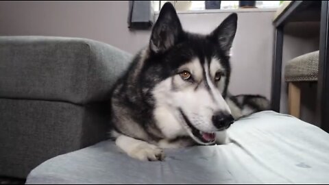 Husky’s finds a HEDGEHOG in his BEDROOM