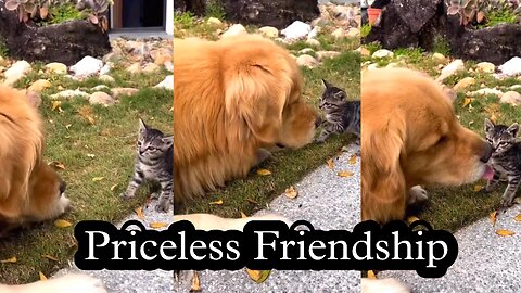 This kind of friendship is priceless 💫 | cute pets short video