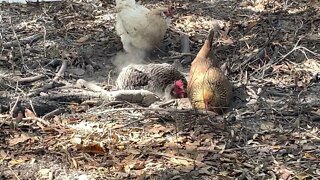 Chickens taking a dirt bath